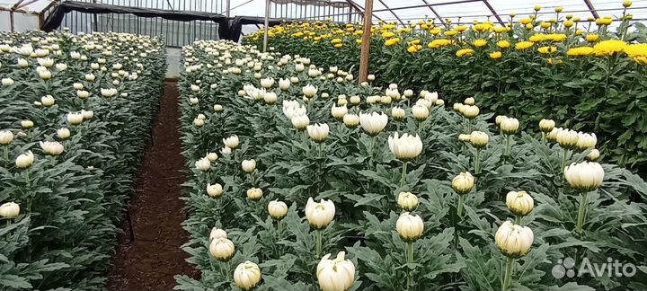 Хризантема