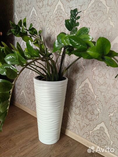 Замиокулькас