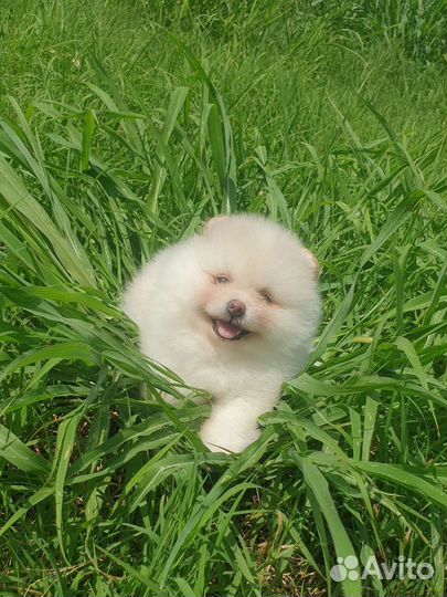 Померанский шпиц мини девочка