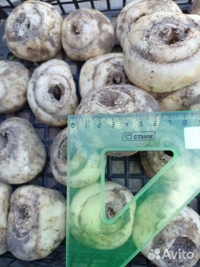 Рябчик императорский