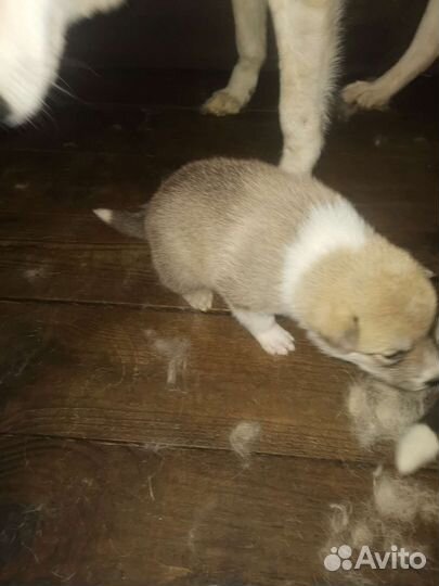 Щенки лайки