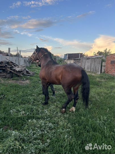 Продается жеребец