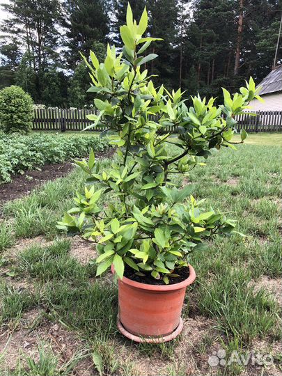 Лавровое дерево