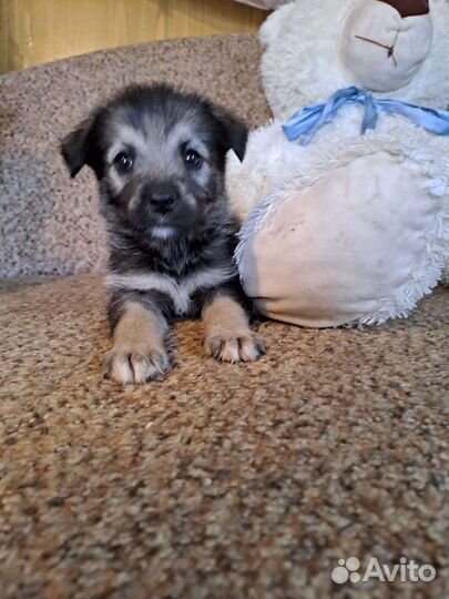 Щенок девочка 2 месяца в добрые руки