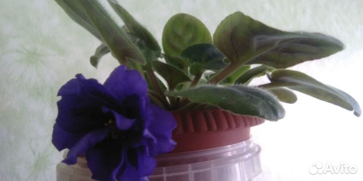 Фиалки синий и голубой цвета