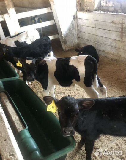 Телята бычки