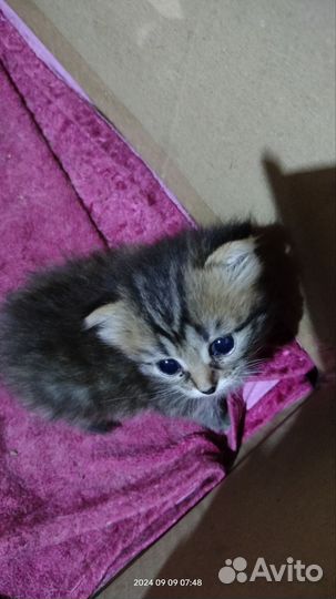 Шотландская