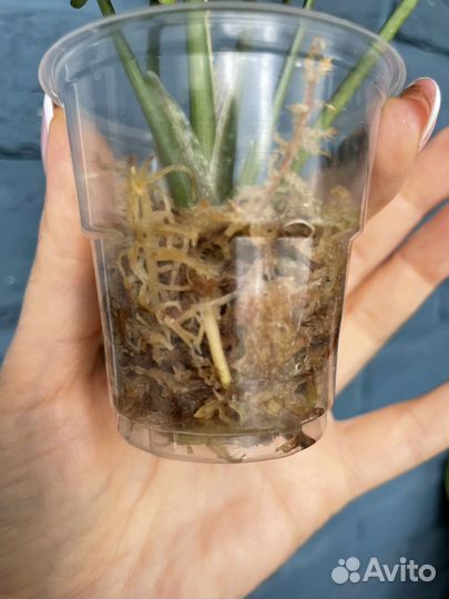 Сингониум Dazzle Color