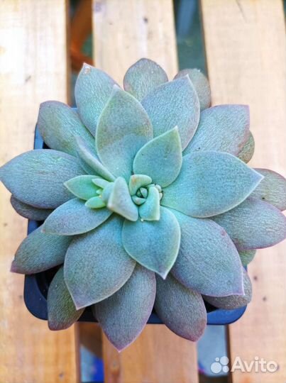 Эхеверия,суккуленты, растения, флорариум