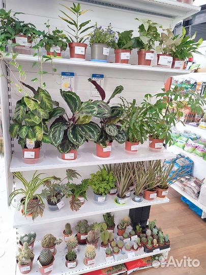 Комнатные цветы с Доставкой