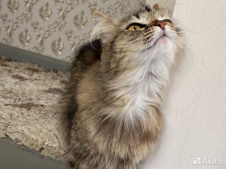 Кошка на вязку