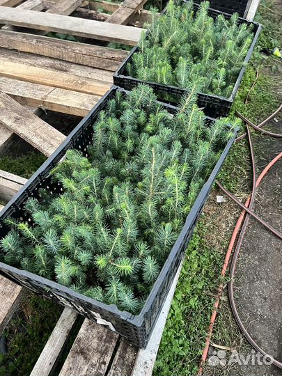 Голубая Ель сеянцы в кассетах саженцы зкс