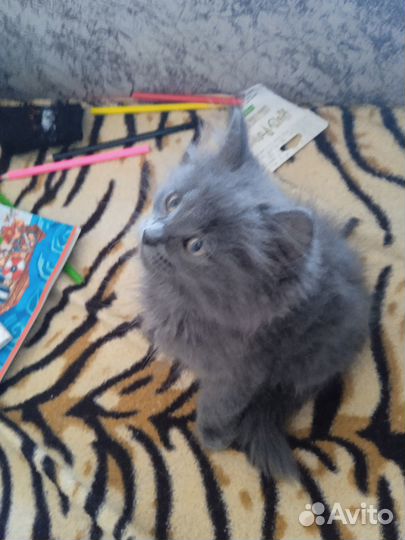 Котенок- девочка