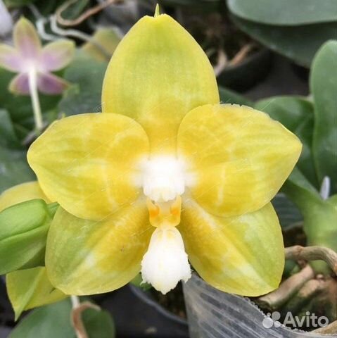 Фаленопсис 2 ствола Аромио Фрути Phalaenopsis 2 st