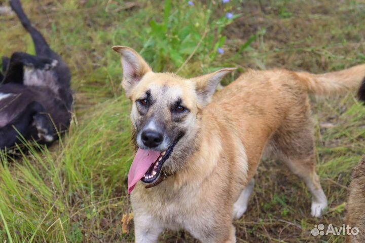 Солнечная девочка в дар