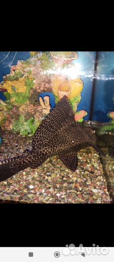 Сом порчовый 32 см