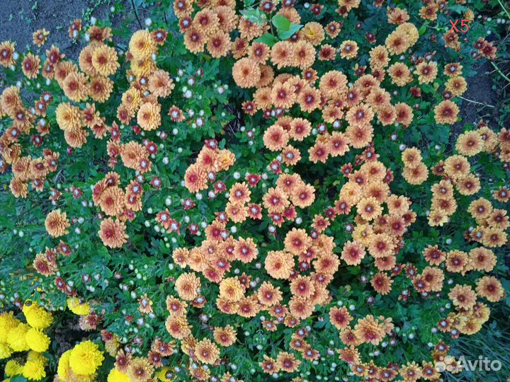 Хризантемы