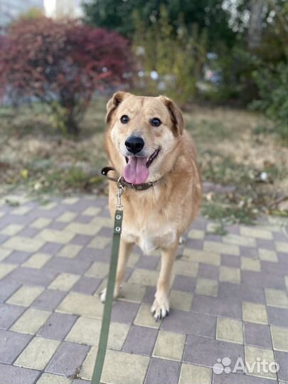 Собака-компаньон в семью