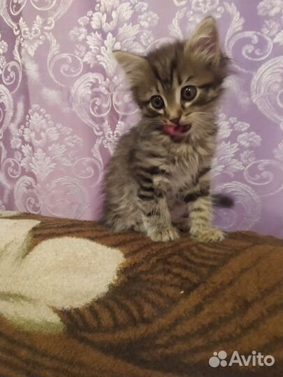 Отдам котенка мальчик