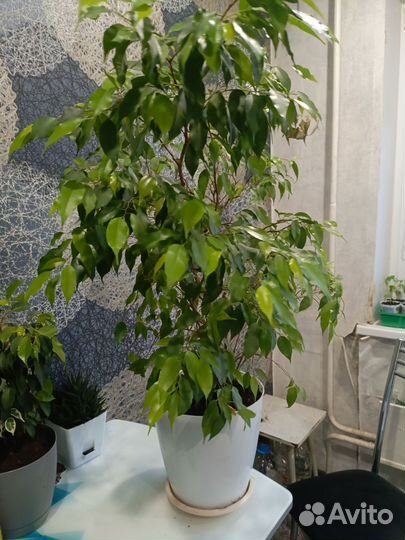Фикус бенджамина