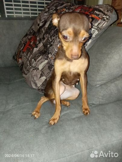 Мини той-терьер