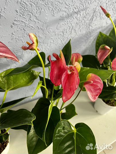 Антуриум Пинк чемпион