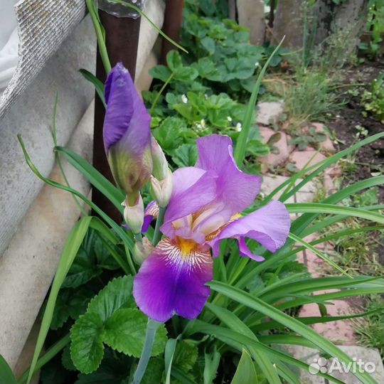 Ирисы, линейник