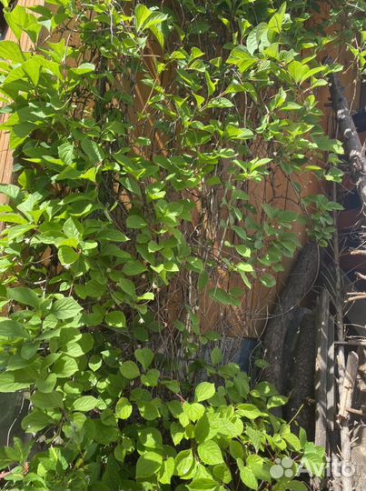 Китайский лимонник