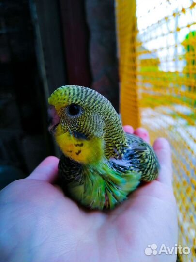 Птенцы выкармыши выставочного волнистого попугая