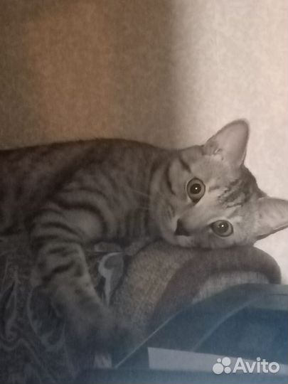 В добрые руки