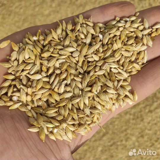 Ячмень, пшеница, овёс