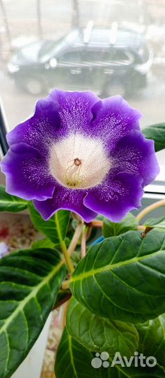 Глоксиния цветущая