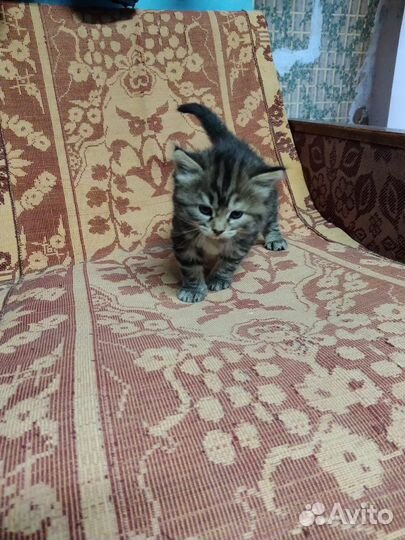 Котята
