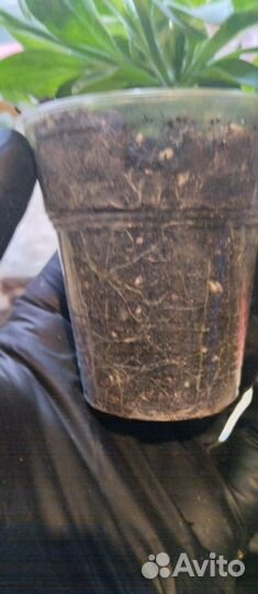 Вегетативная петуния Vista Silver Berry