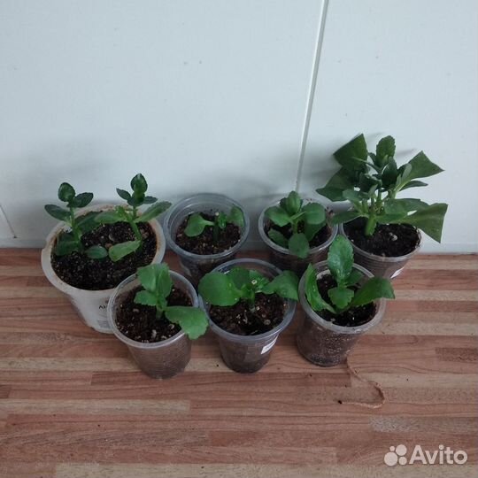 Сортовые каланхое и крассула (толстянка)