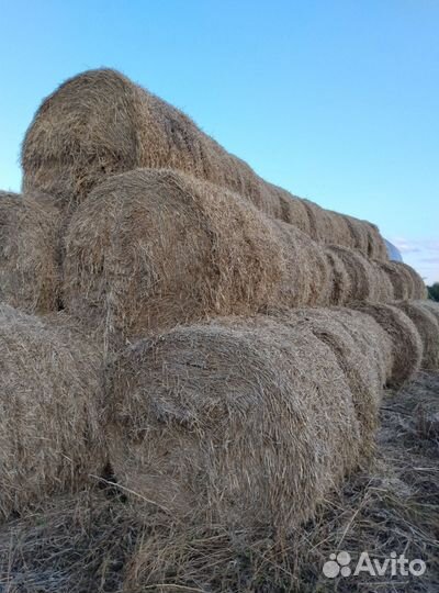 Солома ячменная в тюках