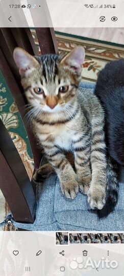 Котик ищет любящую семью