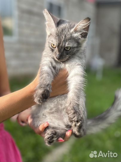 Отдам в добрые руки мальчик котенок