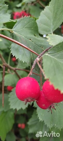 Боярышник Арнольда крупноплодный саженцы