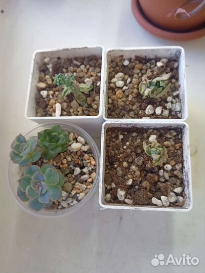 Суккуленты ждут