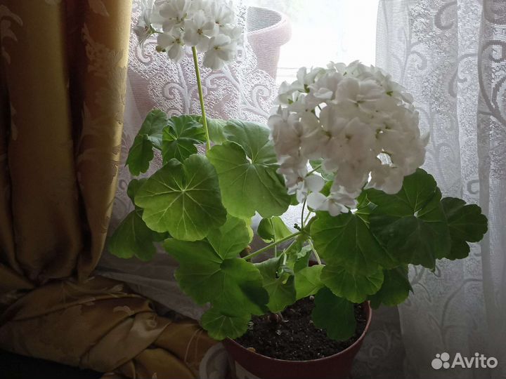 Пеларгония герань