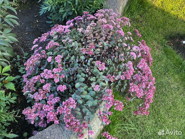 Очиток стелящийся. Прекрасно зимует. 300