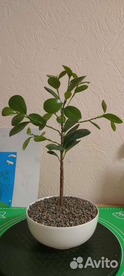 Фикус микрокарпа мокламе