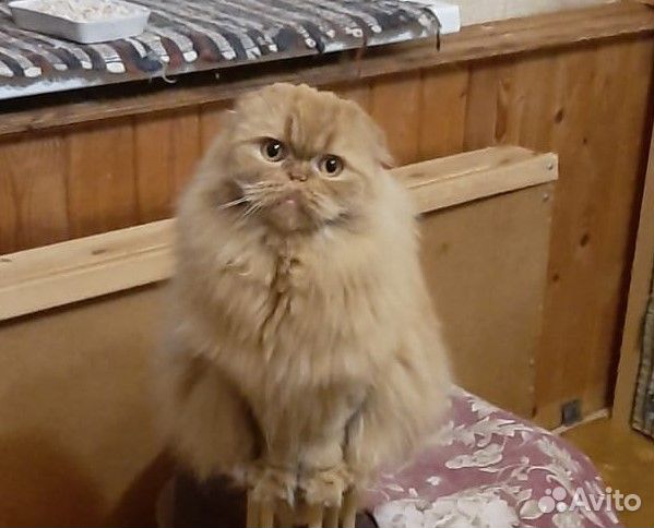 Кот вислоухий шотландский фолд