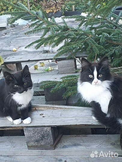 Кошечка счастье