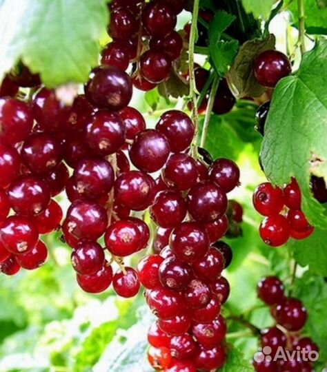 Саженцы смородины и плодовых кустов