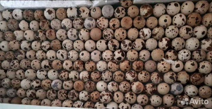Инкубационное яйцо перепелов