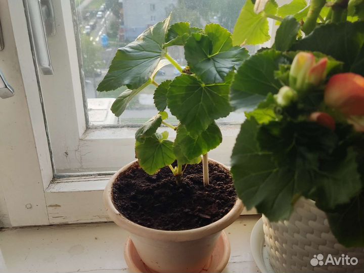 Бегония элатиор в горшке