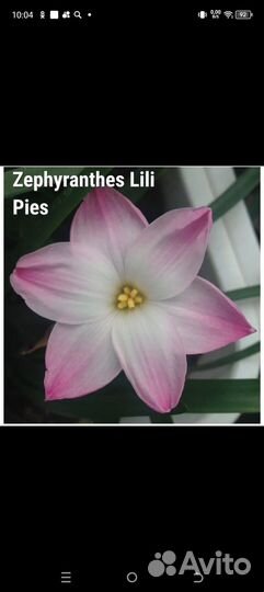 Комнатные, луковичные