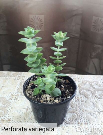 Суккуленты